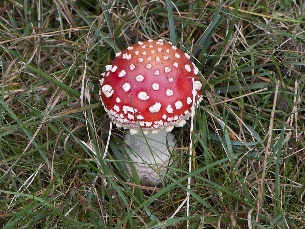 Amanita muscaria